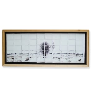 The Oak Tree in the North Field - Bolivar County, Mississippi