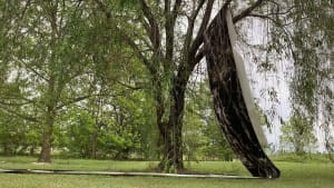 Willow - 33.7923, -90.7248 / Bolivar County, Mississippi - 8:49PM April 23, 2020