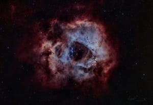 Rosette in Bloom 1st Print