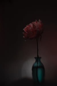 Peony in Full Glory (3436)