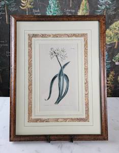 Curtis Botanical Magazine Plate 869: Allium Triquetrum, 1805