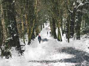 In the Woods