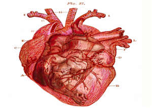 Heart Merge Excerpt 33 (From "The Anatomical Intimacy of the Heart" series) mixed media, $250.  Buyer pays shipping.  Prints available, contact artist.