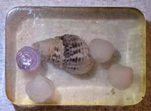 SHELLS IN THE SEA