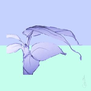 Plant Series2: Masked Cavendish 10