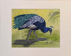 Peacock Blues Reproduction #1/5