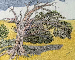 Windy Ridge Bristlecone