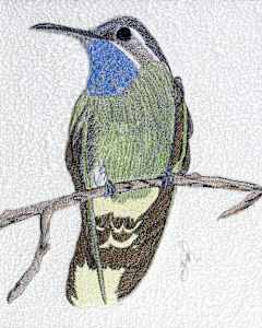 Blue Throat Hummingbird
