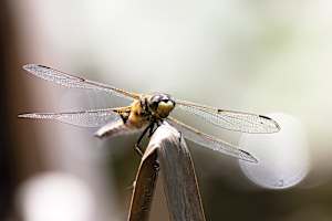 Rustic Four-spotted Chaser