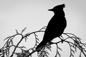 Stella silhouette