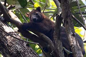 Bennet's Tree Kangaroo