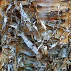 CW Birch 1