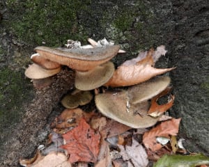 CW Shelf Fungi