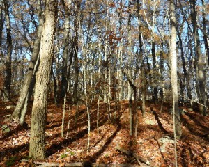 Canfield Woods 3