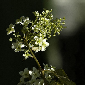 Hydrangea quercifolia 2