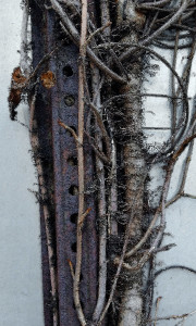 Steel Vines 1