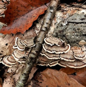 Trametes versicolor 6