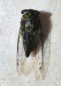 Cicada 1