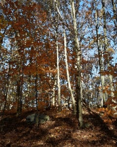Canfield Woods 6