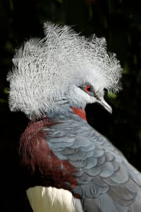 With a Crowned Pigeon