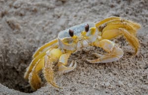 Ghost Crab at Home