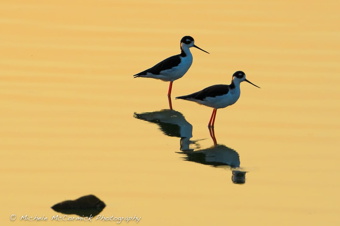 About Michele McCormick