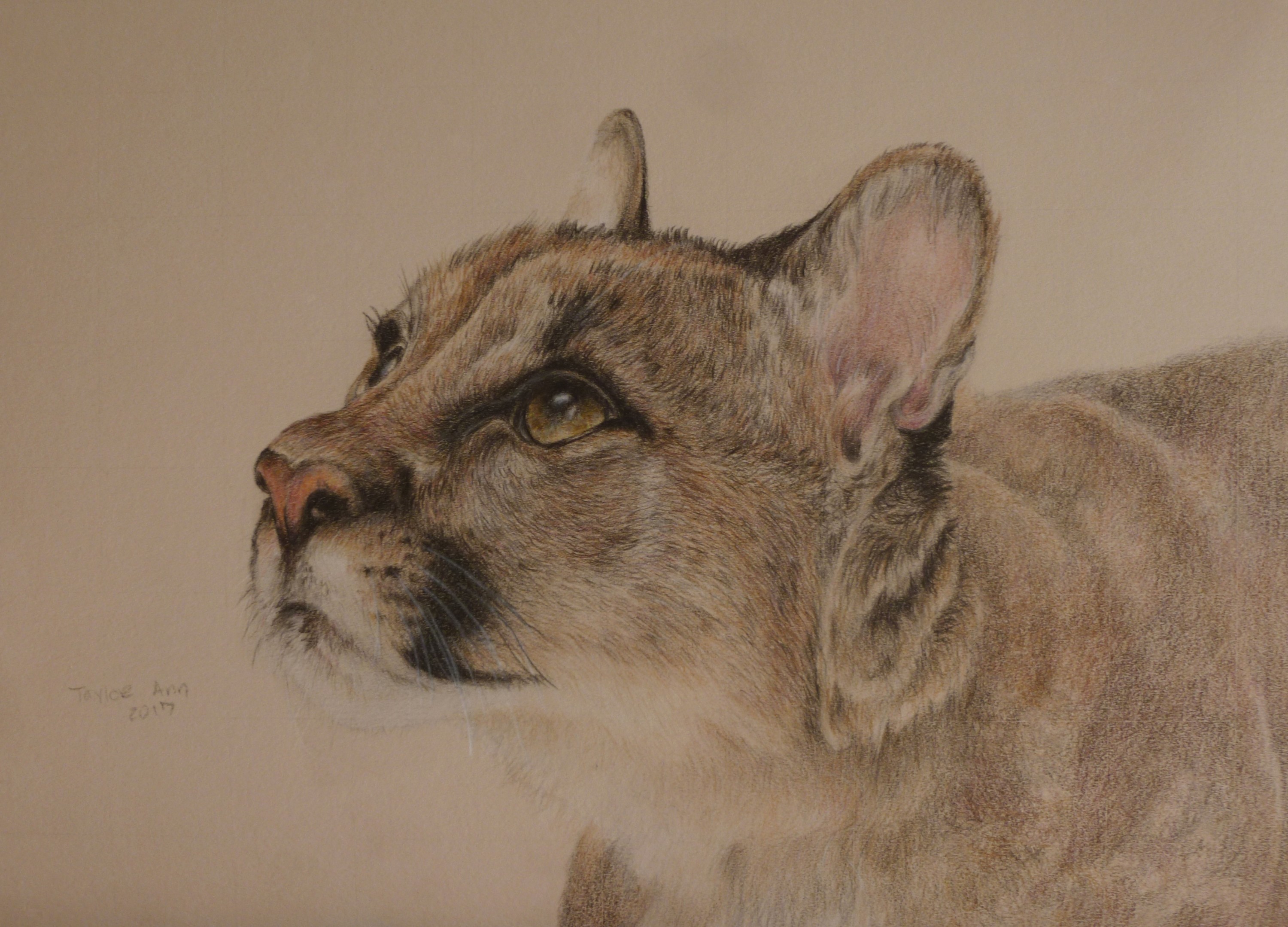 Mountain Lion By Taylor Artwork Archive