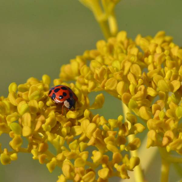 Lady on Yellow by Florence Suen, Image 1.