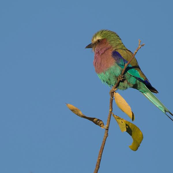 Lilac-Breasted Roller by Marc Boom, MD, Image 1.