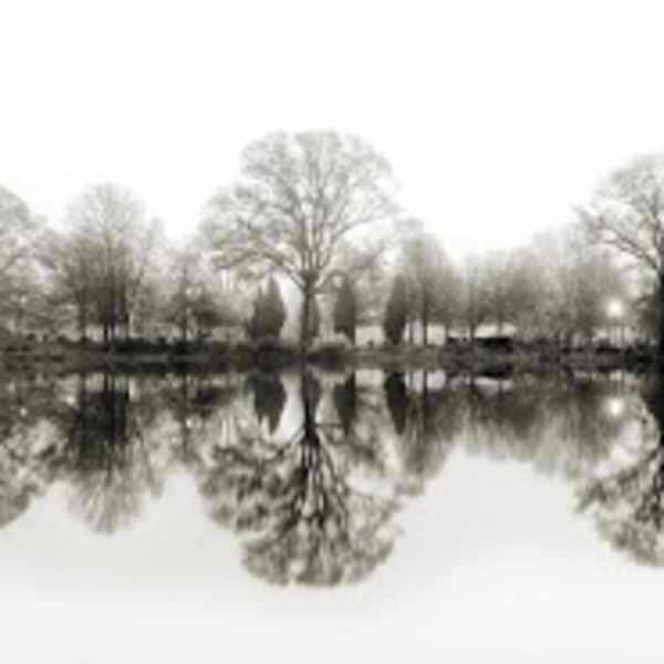 Piedmont Park Series (Trees) by Terrell Clark, Image 1.