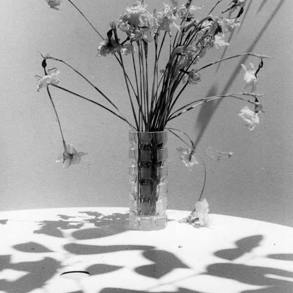 Narcissus by Toby Kahn, Image 1.