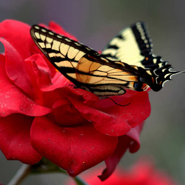 Butterfly Kisses by Chaldea Laudenslager, Image 1.