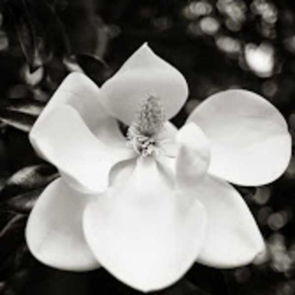 Untitled - 2929 (Magnolia) by Thomas Meyer, Image 1.
