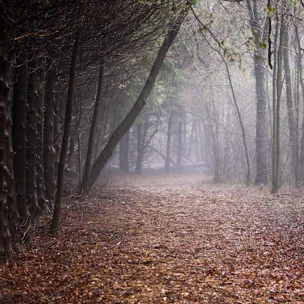 Foggy Woods by Jay Marroquin, Image 1.