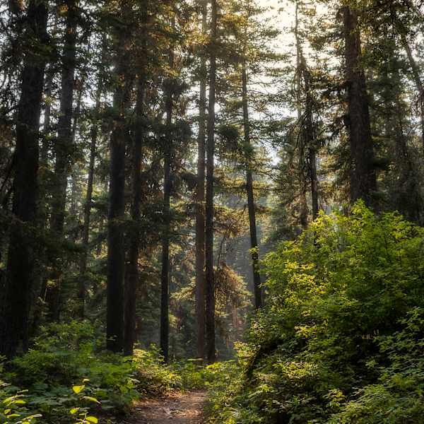 Morning Glow by Brett Pierce, Image 1.