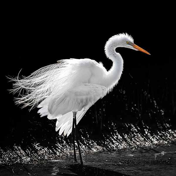 Egret Posing by Lindrel Thompson, Image 1.