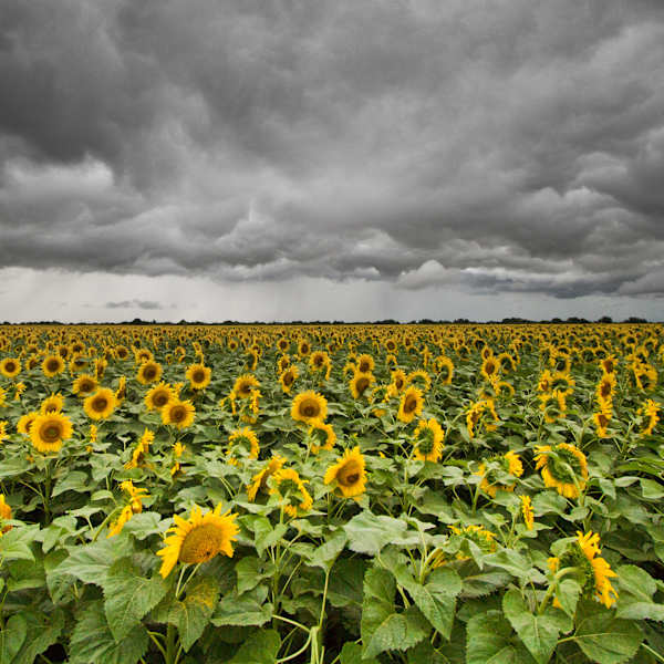 Summer Storm by Kirk Holt, Image 1.