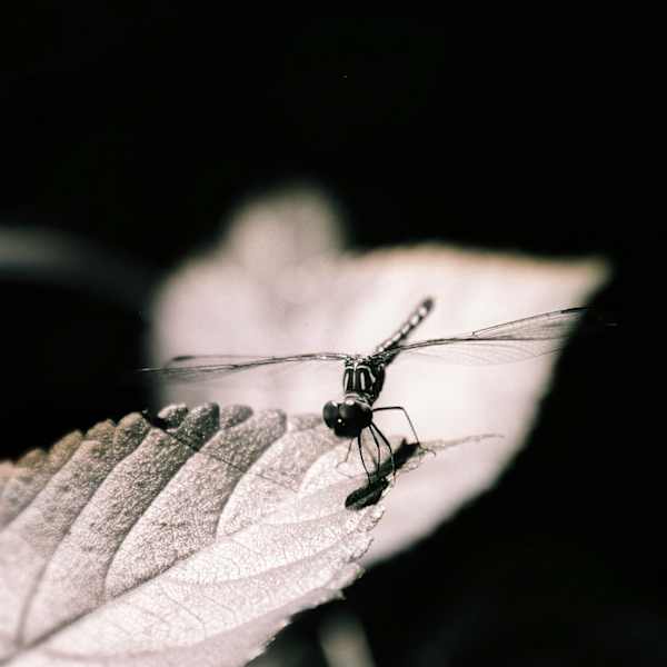 Dragonfly by Meredith Moore, Image 1.
