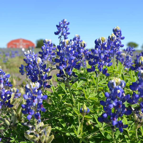 Bluebonnets by Maria Smith, RN, Image 1.