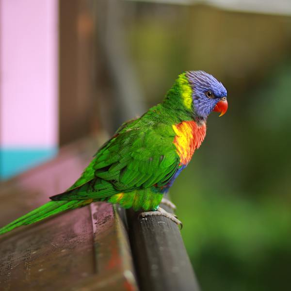Rainbow lorikeet by Jerry Varghese, RN, Image 1.