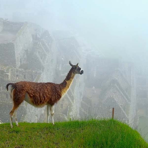 Hola!, Llama's view of MachuPichu, Peru by Ponraj Chinnadurai, Image 1.