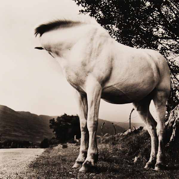 White Horse, Donegal, Ireland, from "Alen MacWeeney" portfolio by Alen MacWeeney, Image 1.