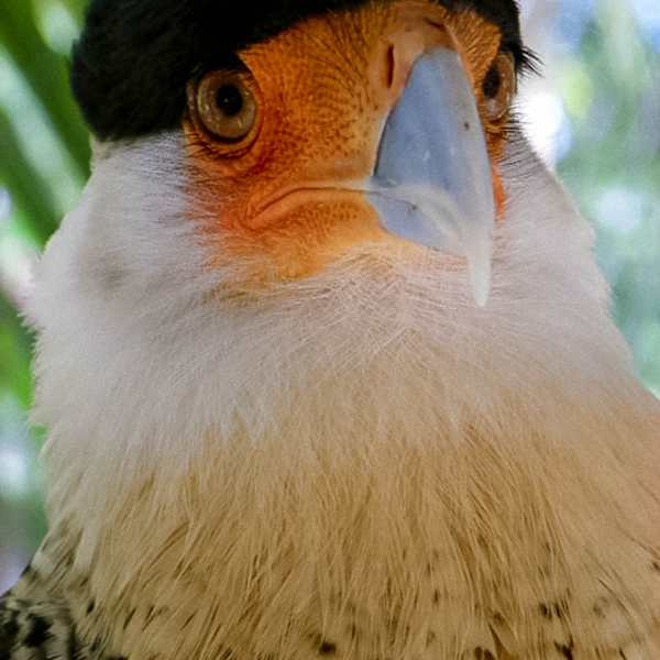 The Urban Caracara by Fernando Jose Cabrera, MD, Image 1.