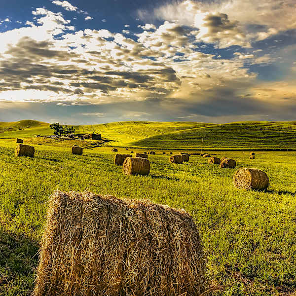 The Fields of Babel by Subhendu Chakraborty, Image 1.