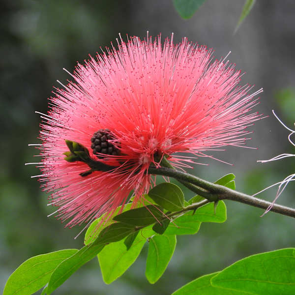 Pink Burst by Lisa Schwartz, Image 1.