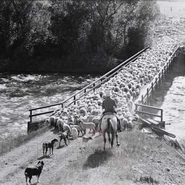 Campbell-Hasmire Sheep, Near Edwards, Colorado by Thomas Neff, Image 1.