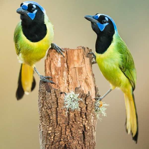 Feathered Friends by Debra Franco, Image 1.