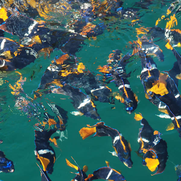 Marine Life by Robert L. Friedman, MD, Image 1.