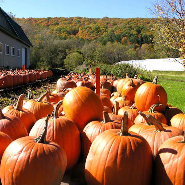 Harvest Time by Sue Wexler, Image 1.