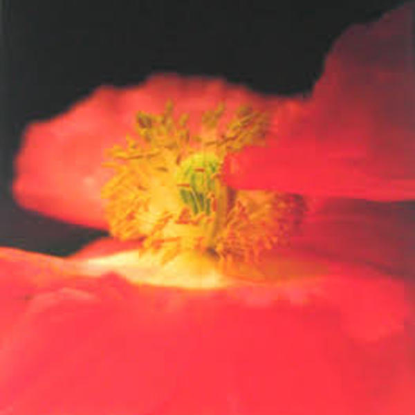 Montana Poppies by Deb Thompson, Image 1.